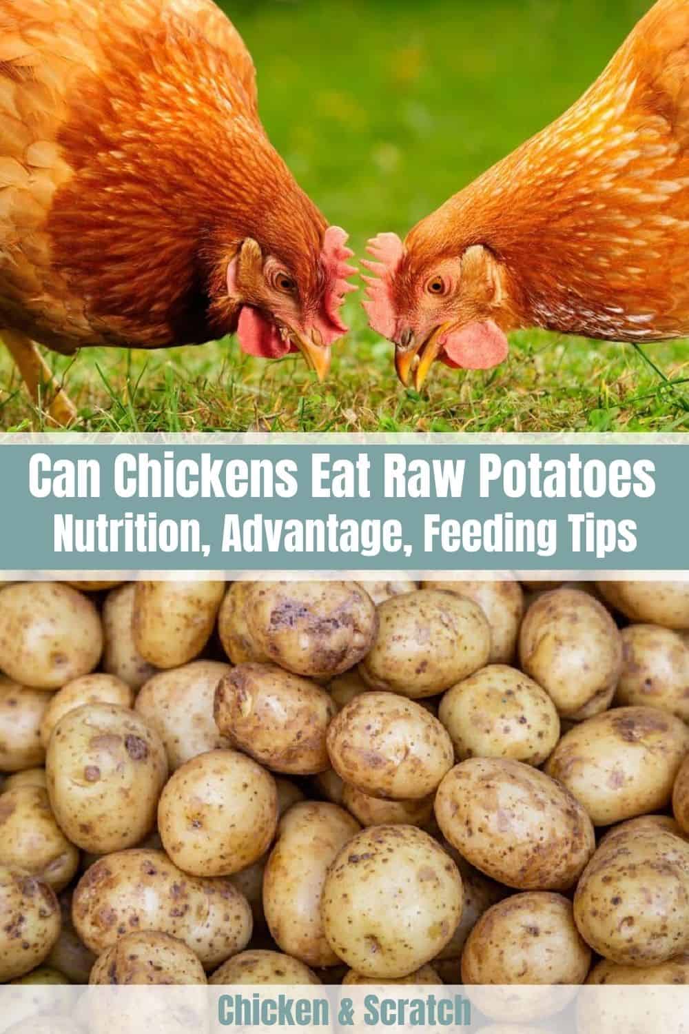 chickens eat raw potatoes