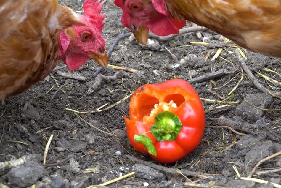 can chickens eat red peppers