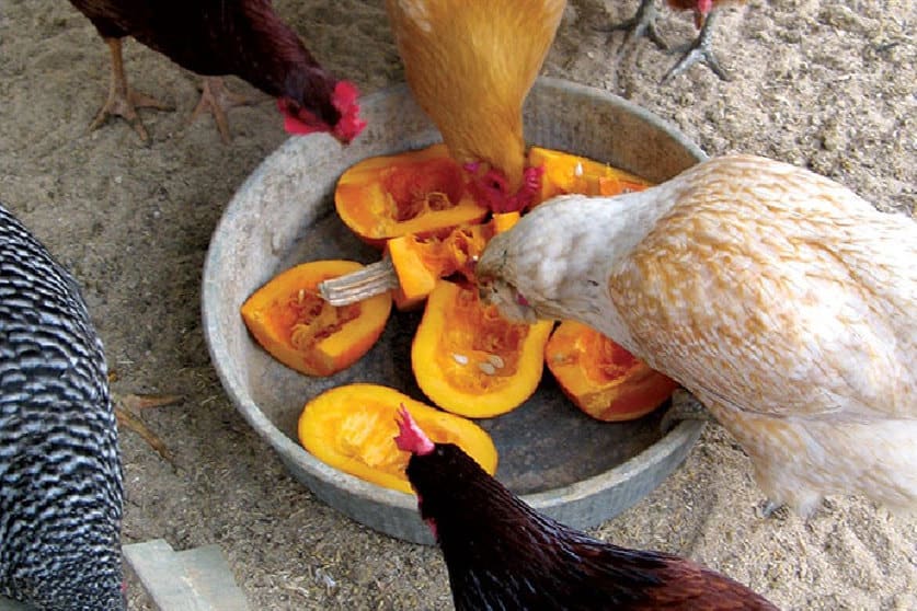 can chickens eat squash