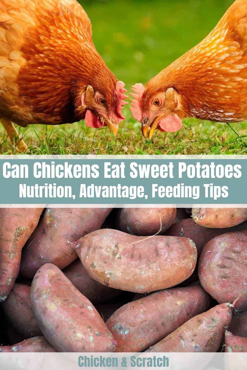can chickens eat sweet potato peels