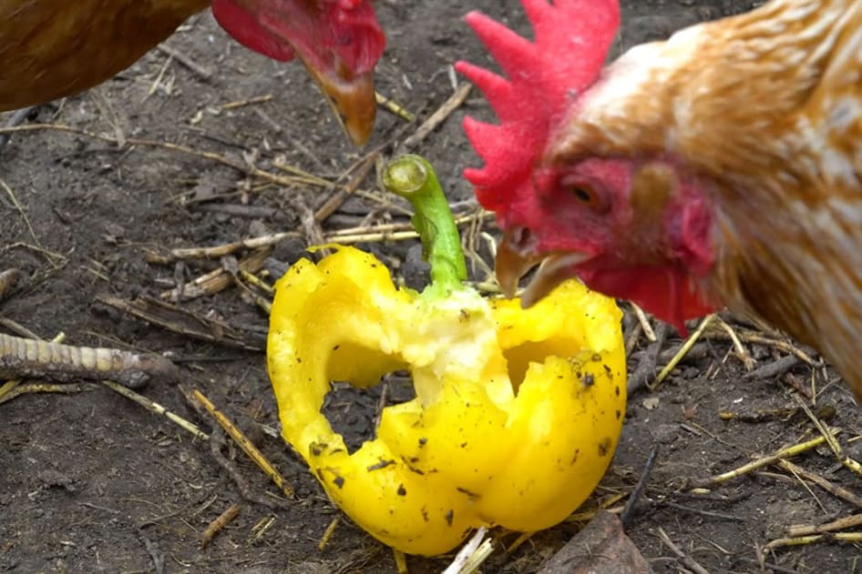 can chickens eat yellow bell peppers