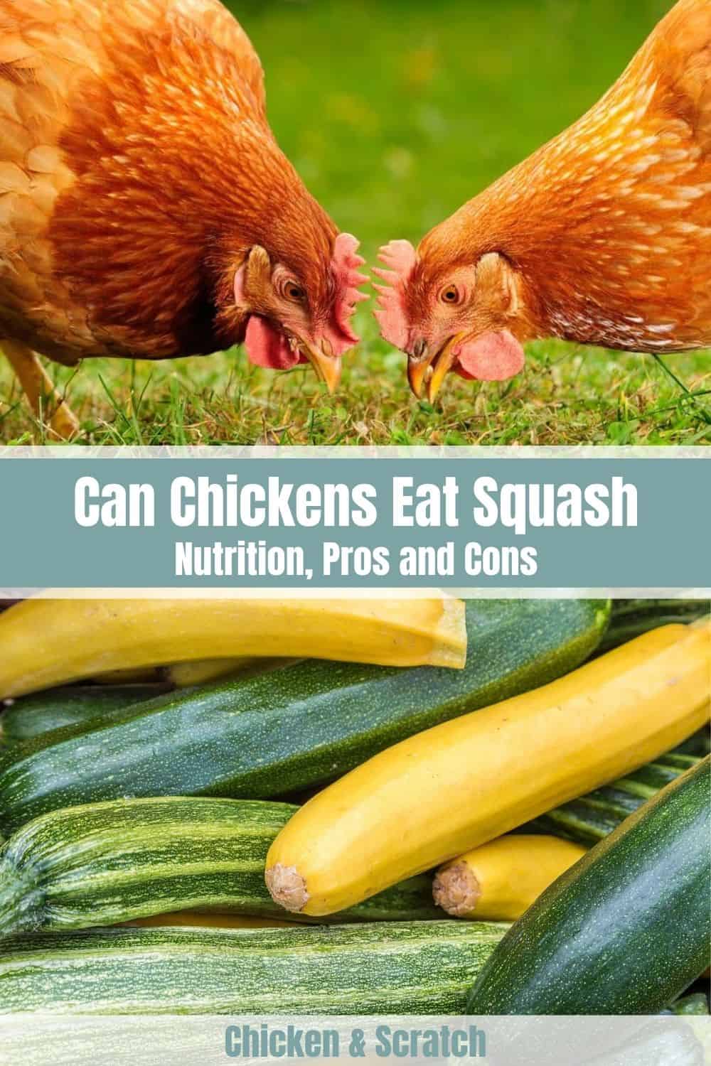 can chickens eat yellow squash
