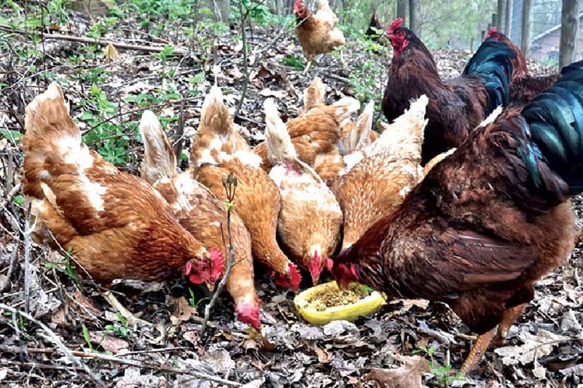 can chickens eat yellow squash