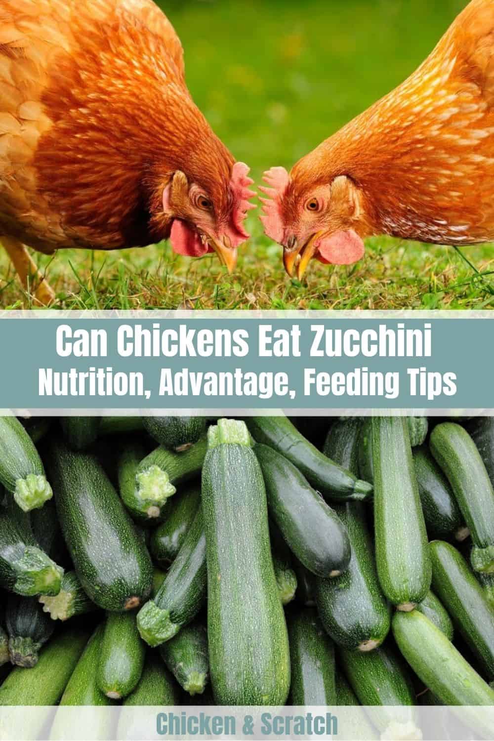 can-chickens-eat-zucchini-nutrition-advantage-feeding-tips