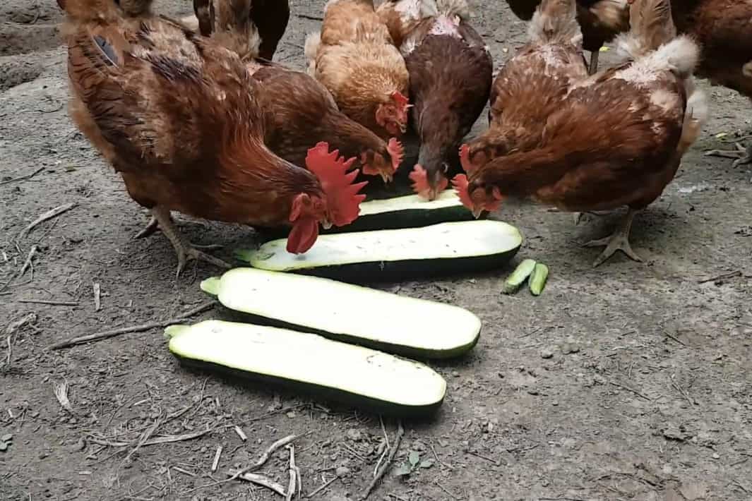 can chickens eat zucchini