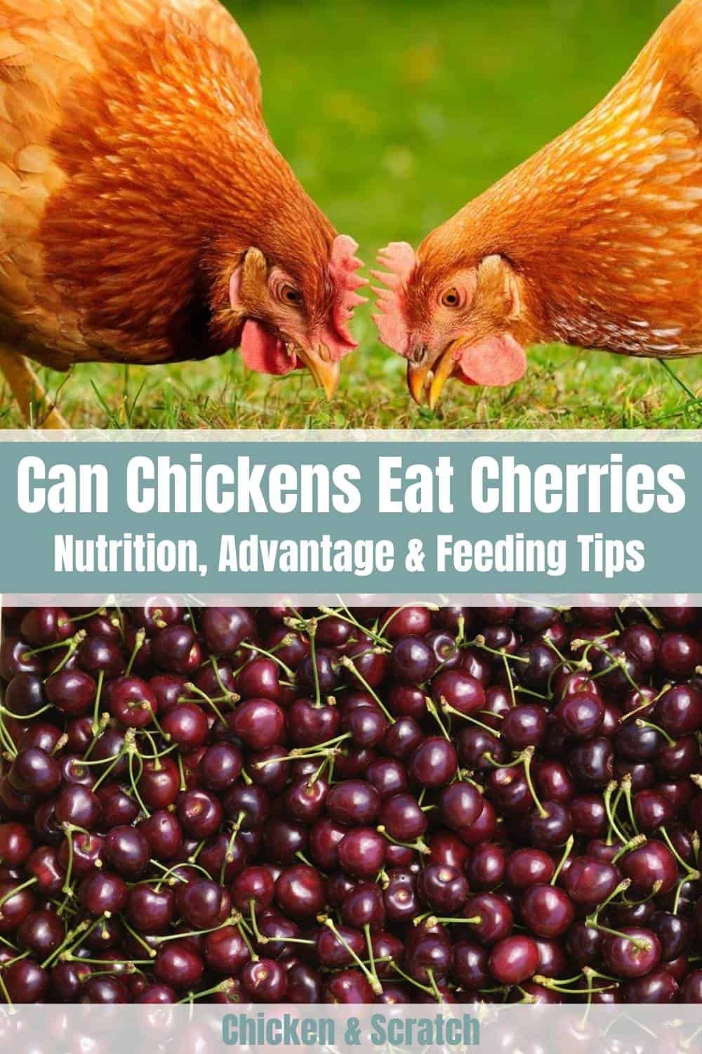 can chickens have cherries