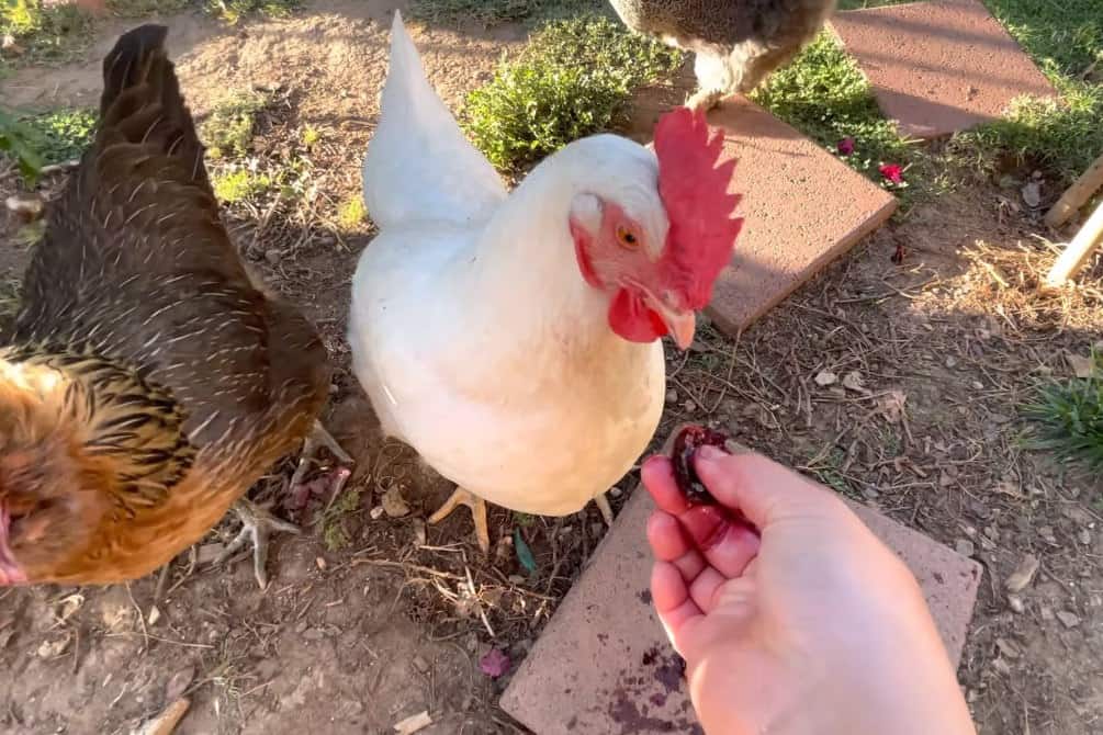 can chickens have cherries