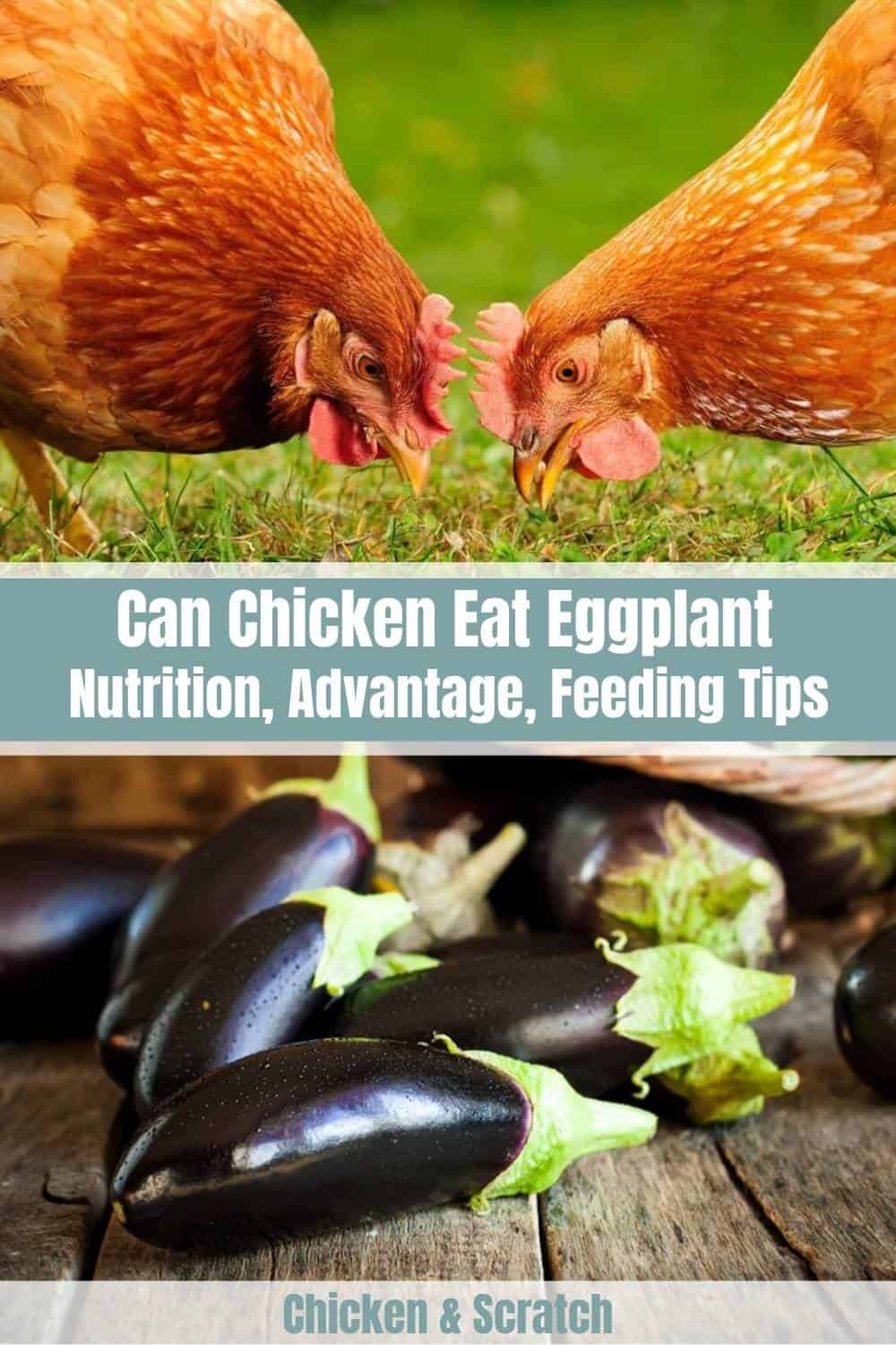 can chickens have eggplant