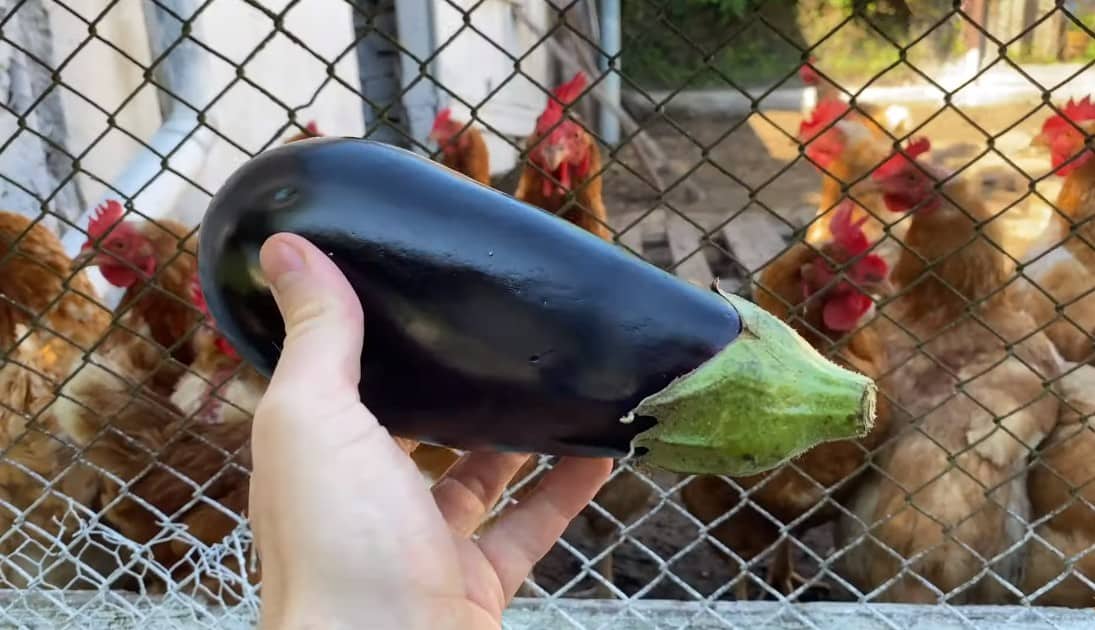 can chickens have eggplant