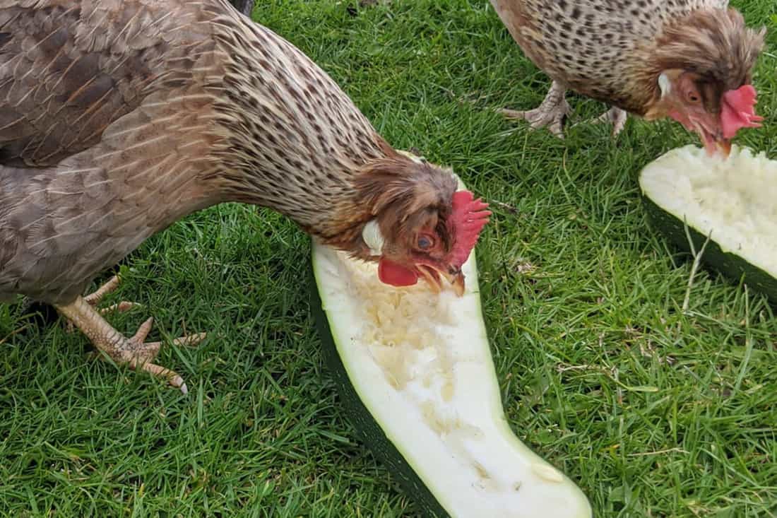 can chickens have squash