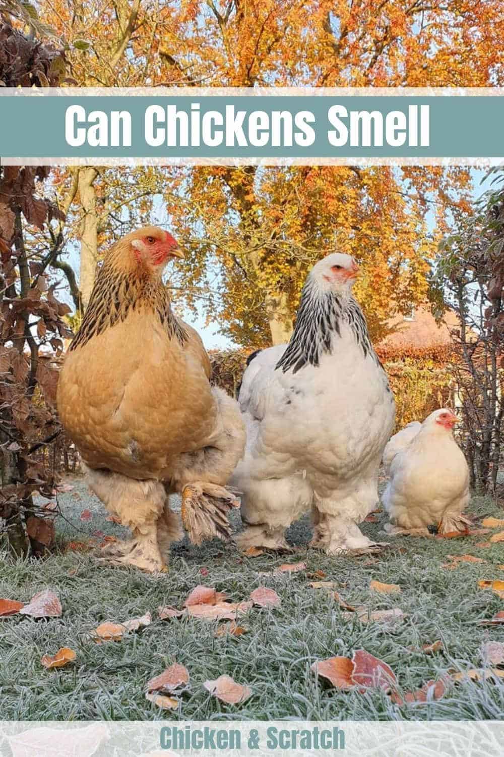 can chickens smell or taste