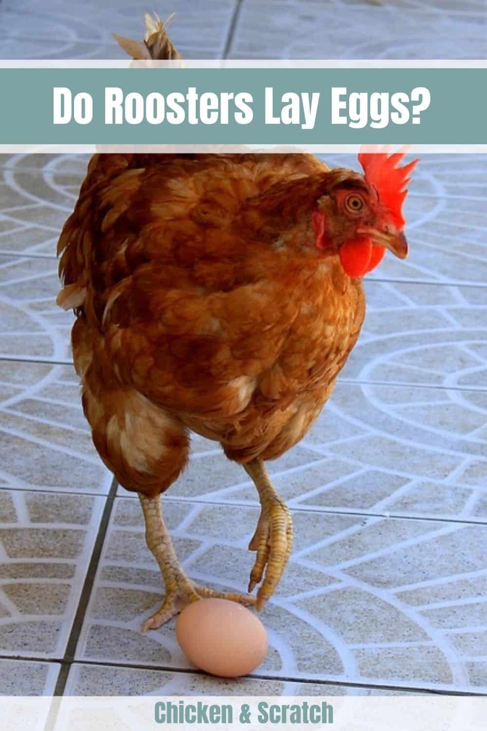 can roosters lay eggs