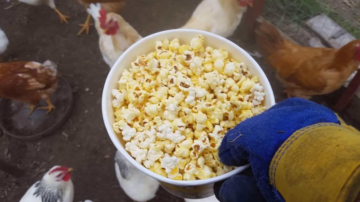 can you feed chickens popcorn