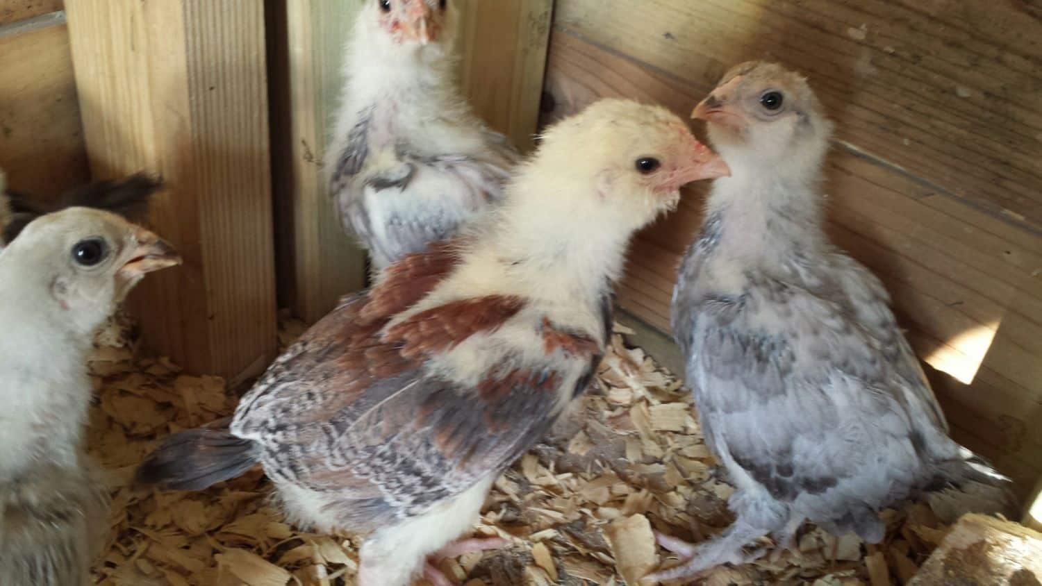 chick hatcheries in texas