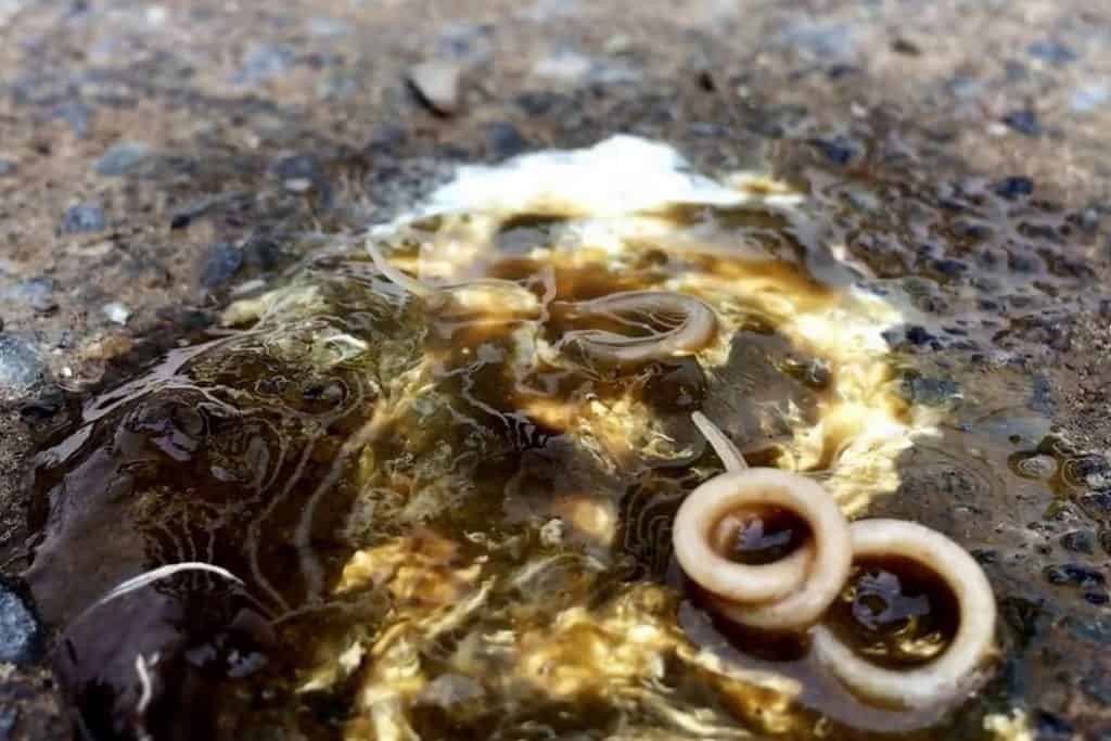 Chicken Poop Guide What's Normal and What's Not?