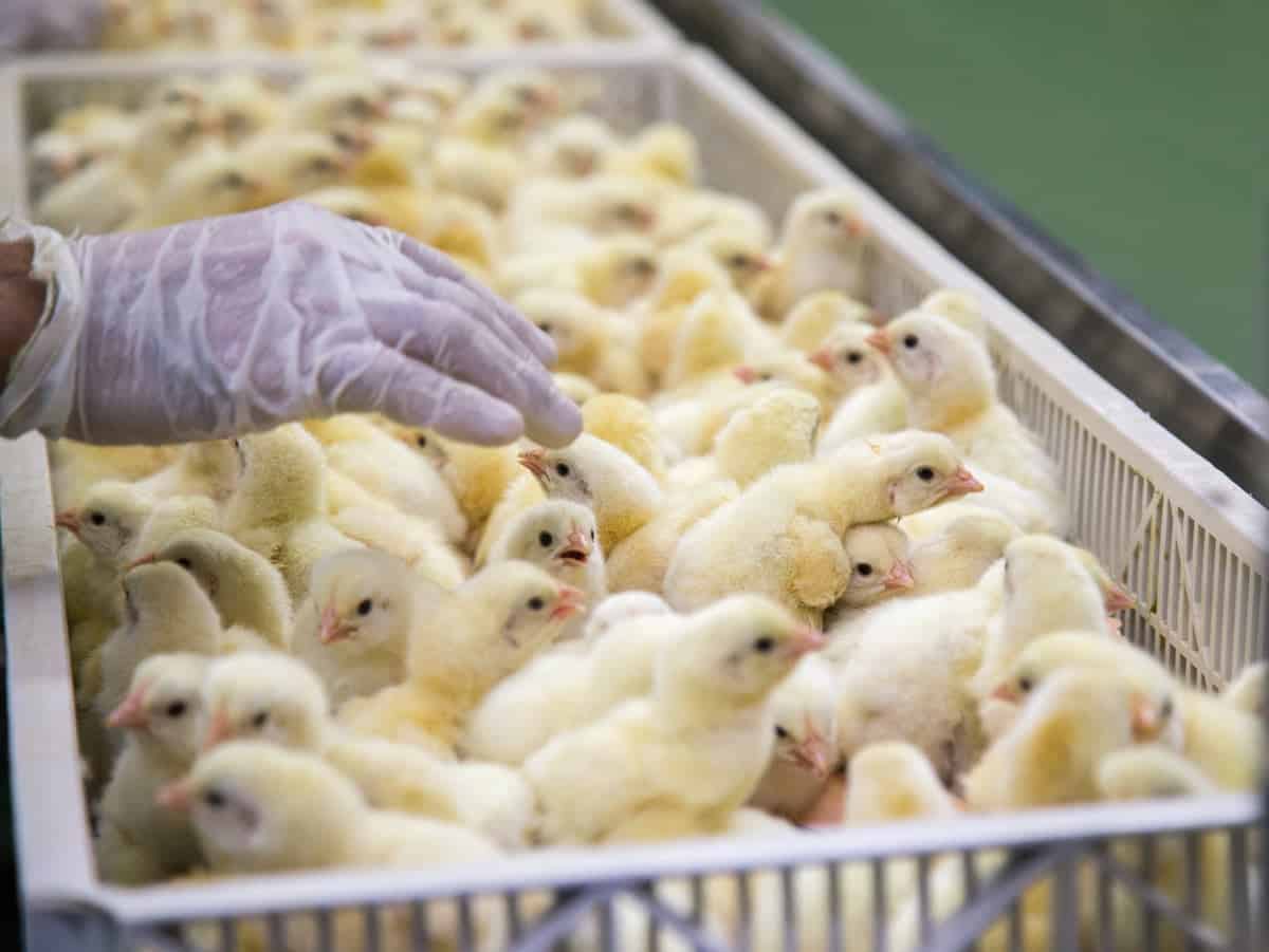 chicken breeders in nc