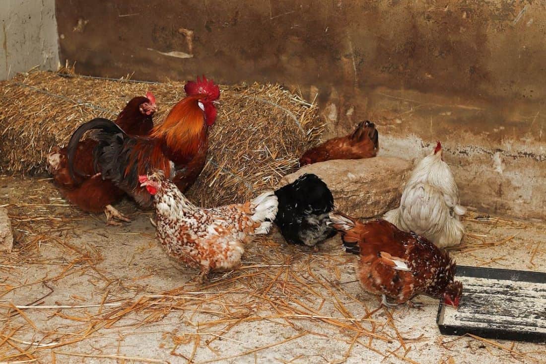 chicken coop flooring ideas