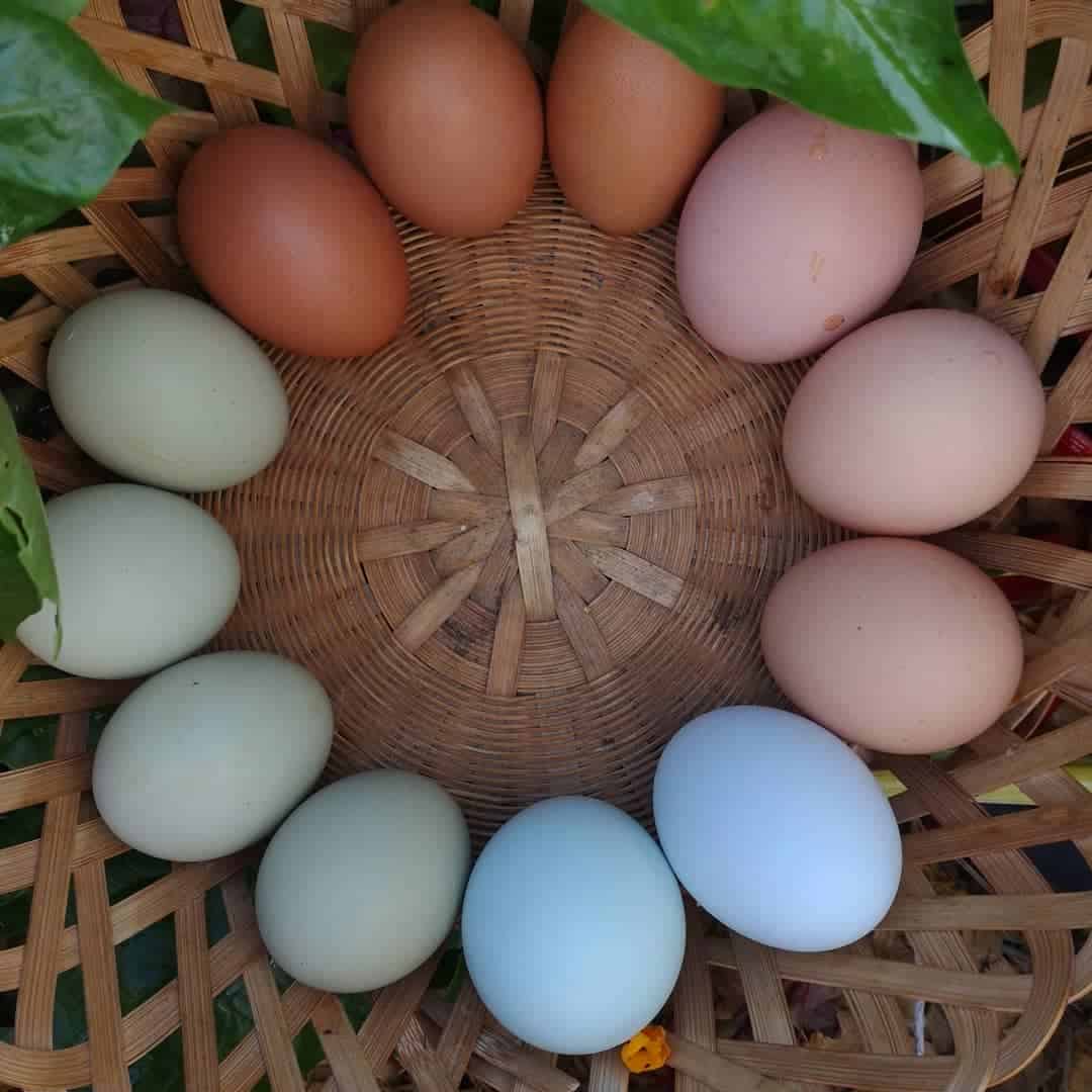 chicken egg colors chart