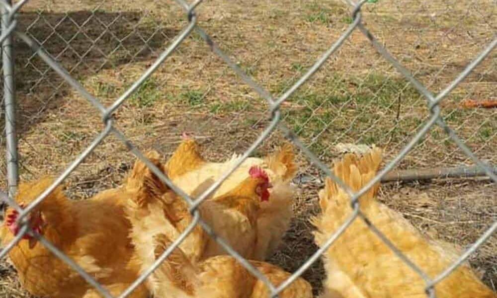 14 Chicken Fencing Ideas – Keep Predators Out