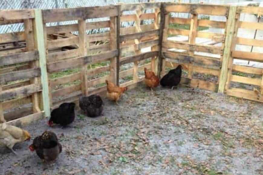 chicken fence