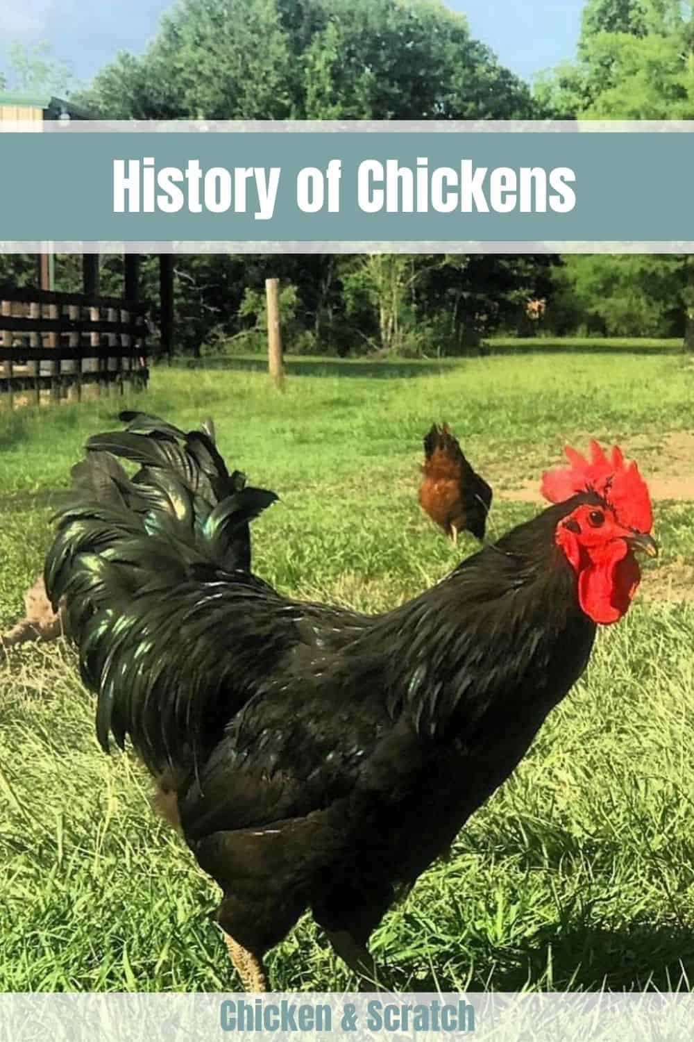 chicken history