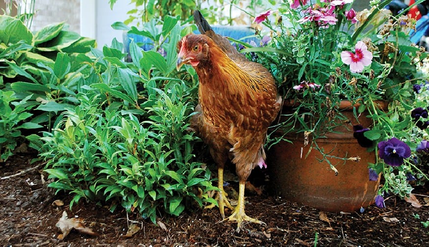 chicken manure for garden