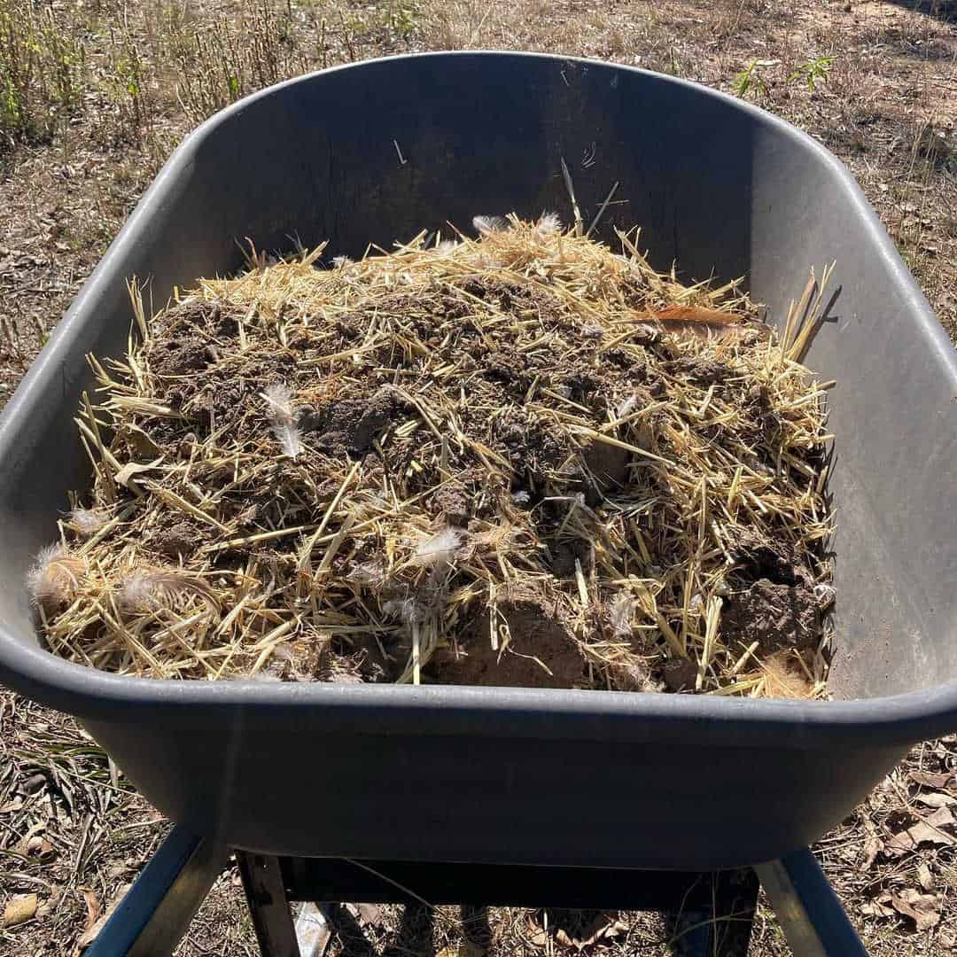 chicken manure