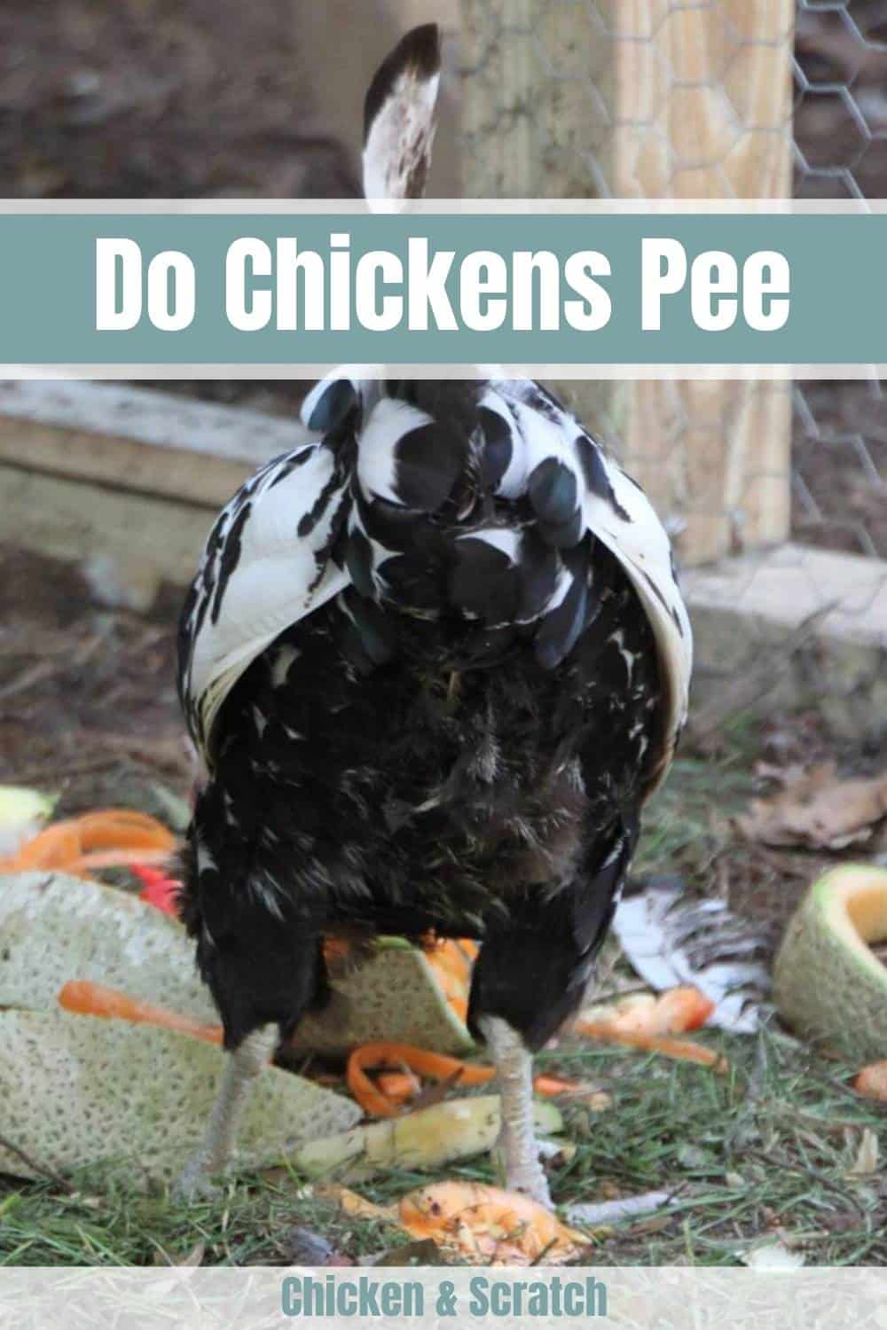 chicken pee