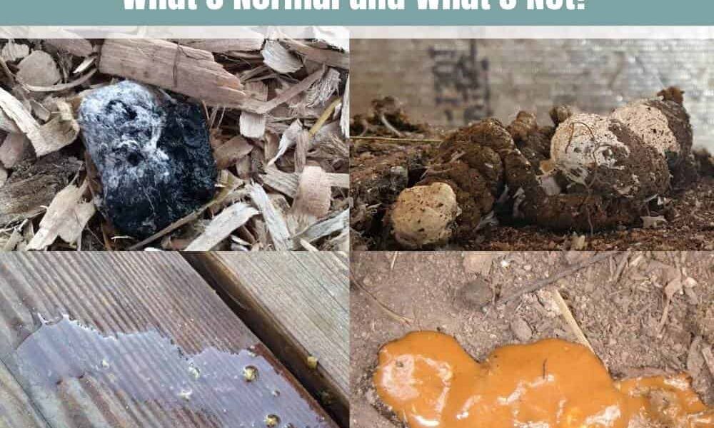 Chicken Poop Guide: What’s Normal and What’s Not?