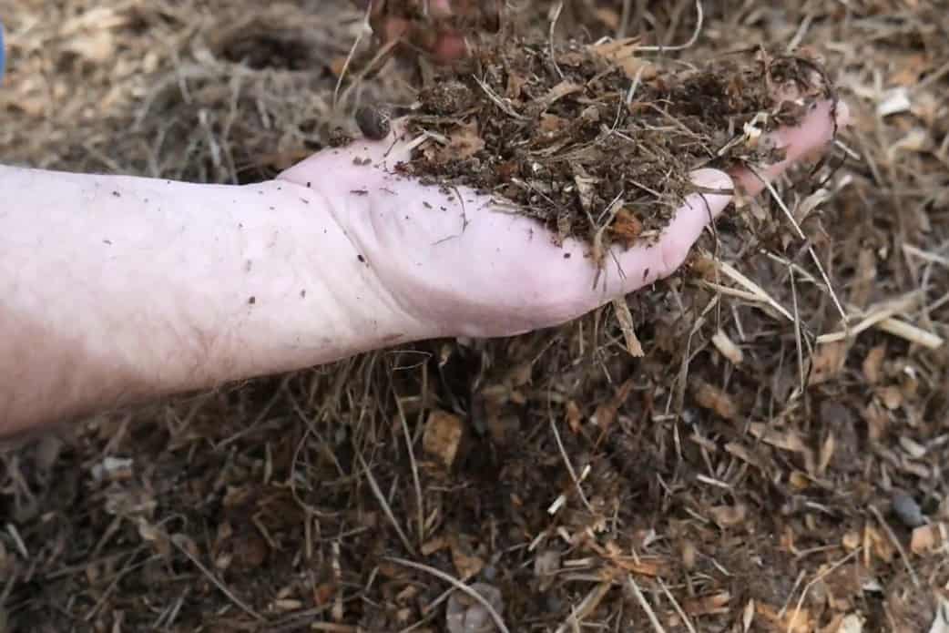 chicken poop fertilizer