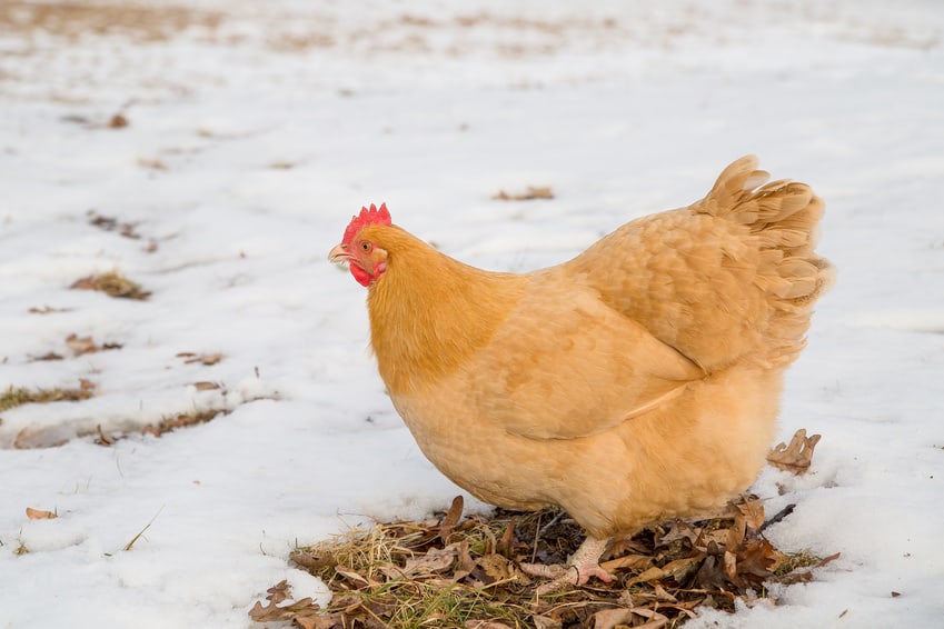 chicken with nipples