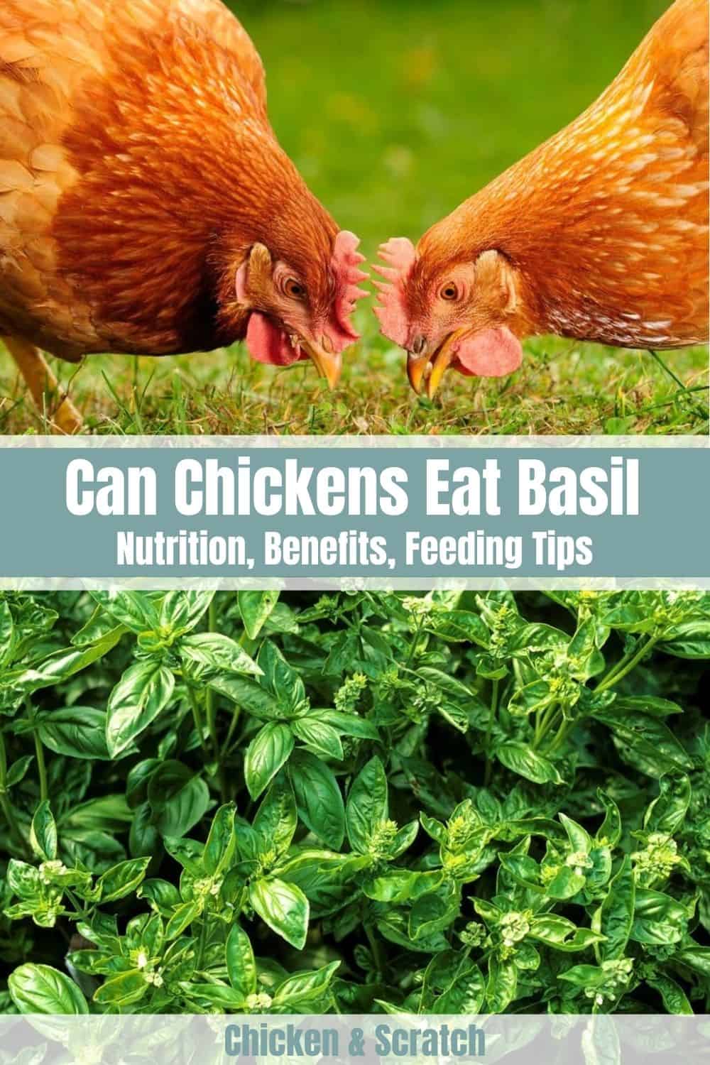 chickens eat basil