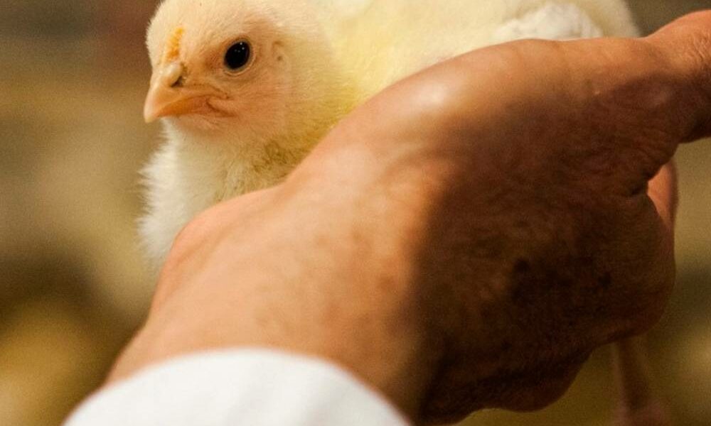 7 Best Chicken Hatcheries in Georgia – Review & Guides