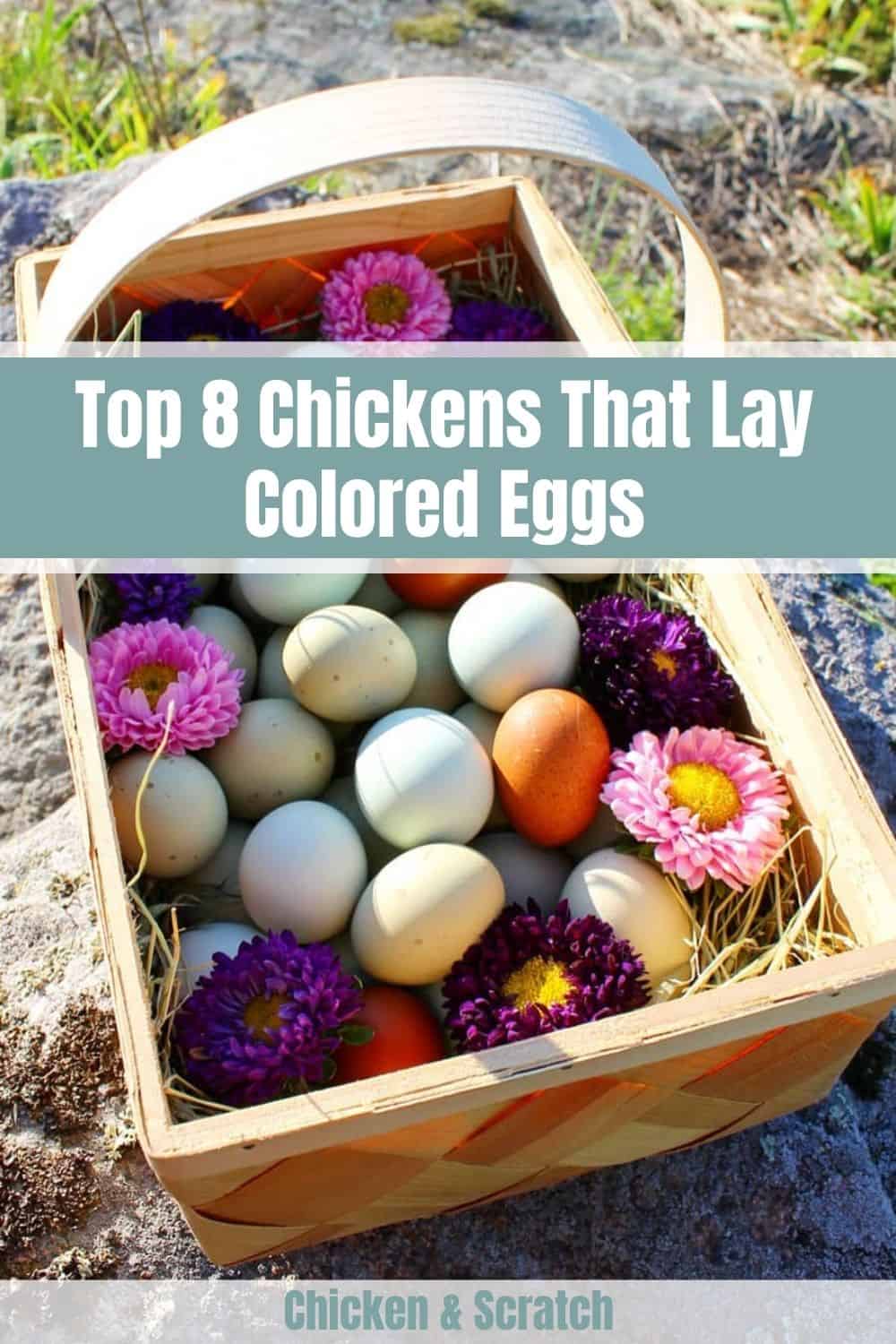 Top 8 Chickens That Lay Colored Eggs (with Pictures)