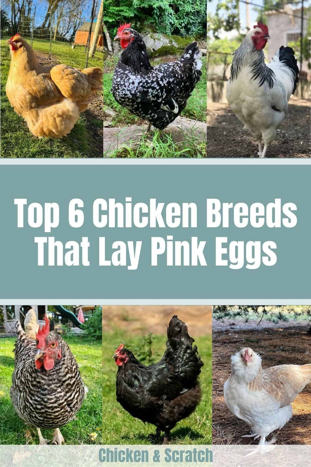 chickens that lay pink eggs