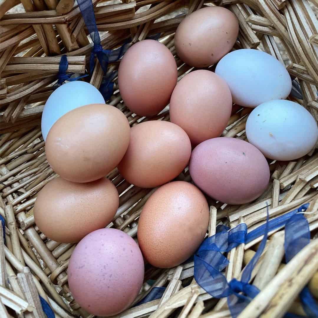 chickens that lays pink eggs