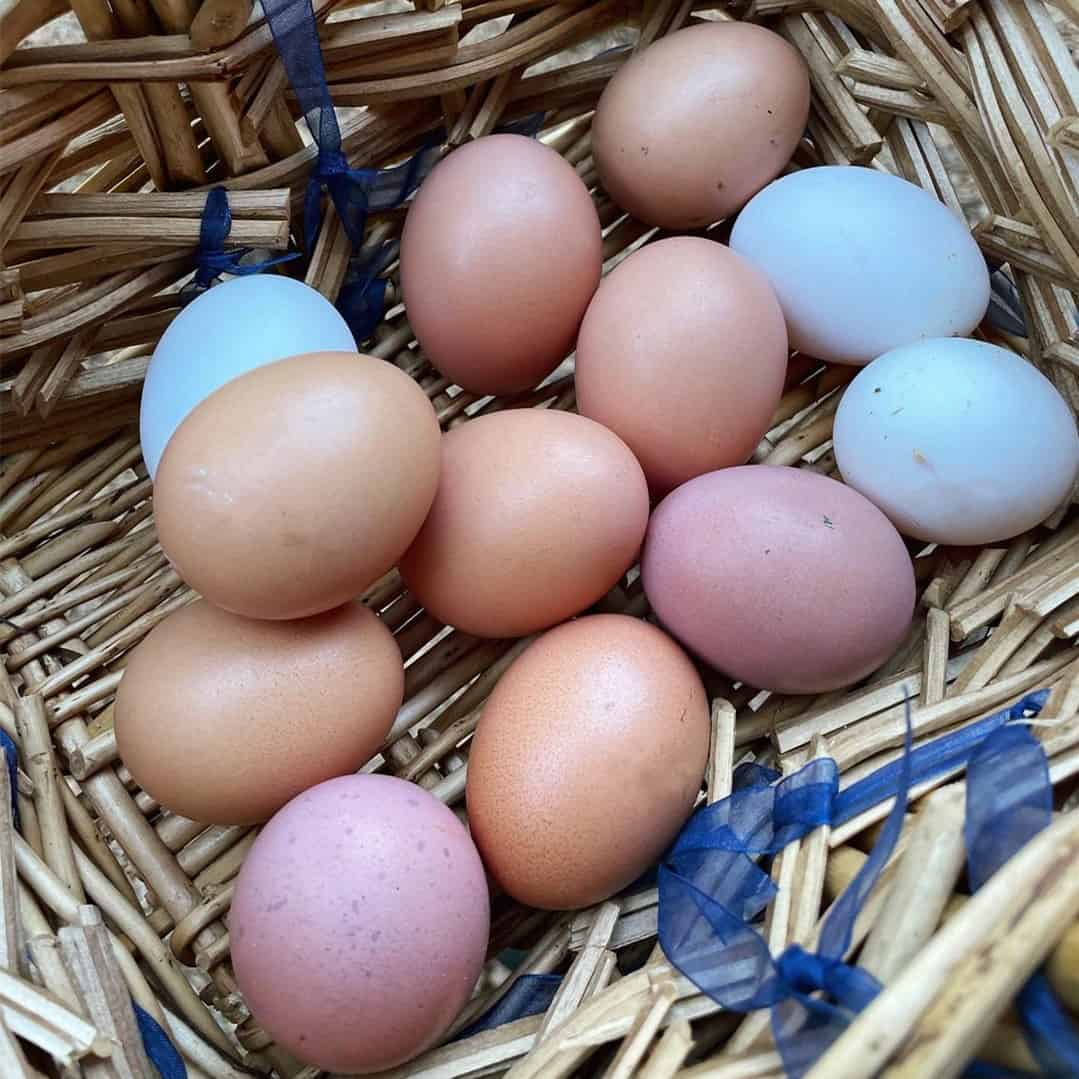 Java Chicken Eggs