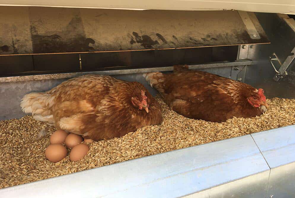 chickens with eggs