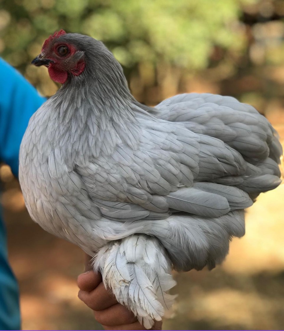 grey Cochin Chicken