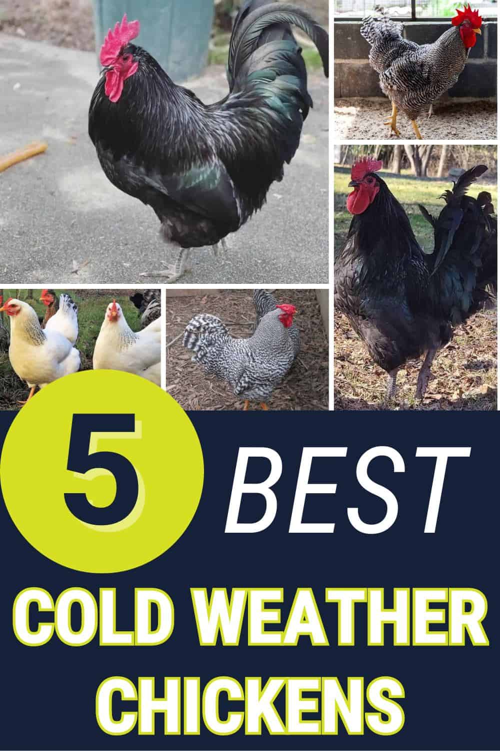 cold weather chickens breeds