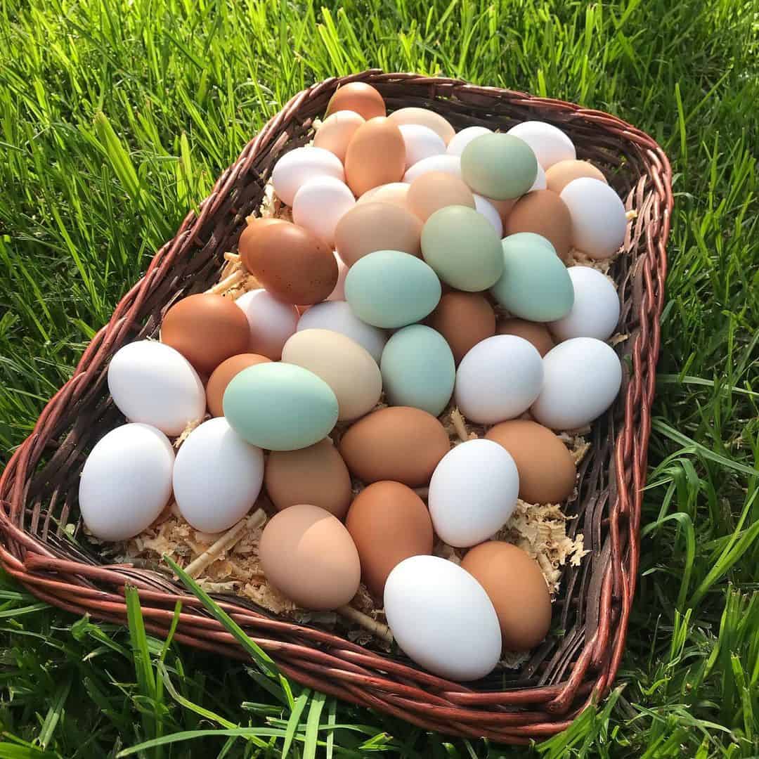 colored chicken eggs