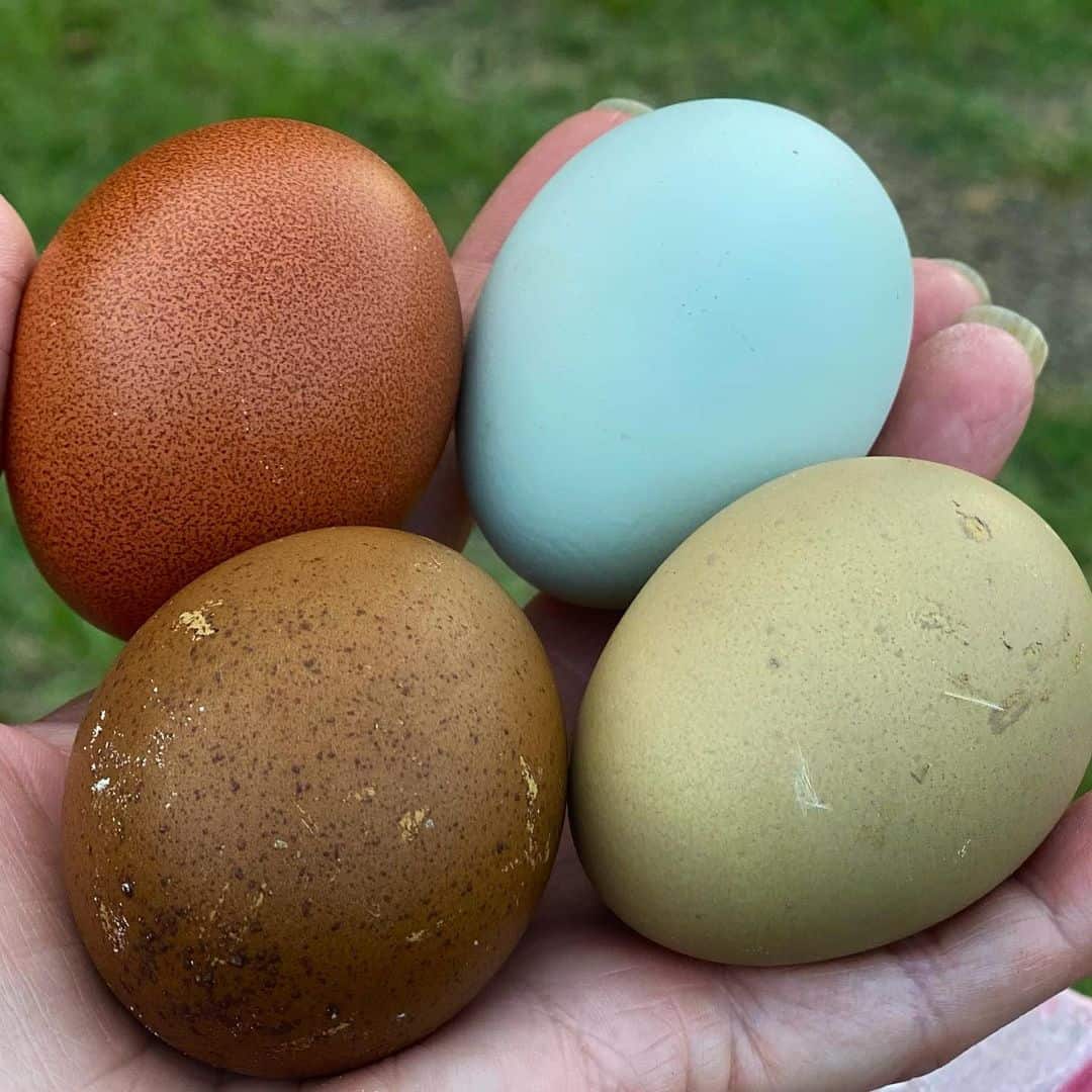 colored eggs
