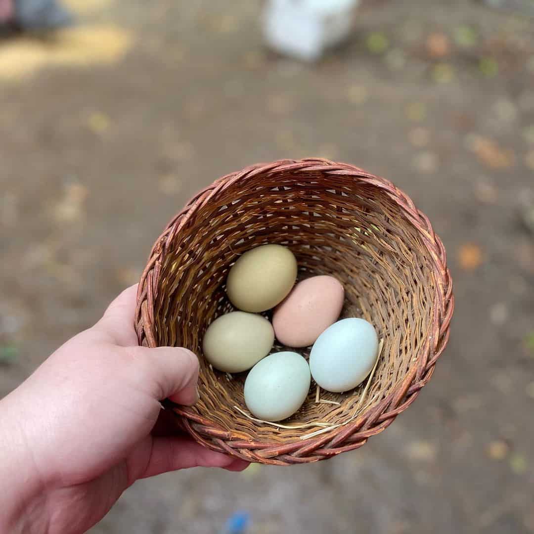 coloured eggs