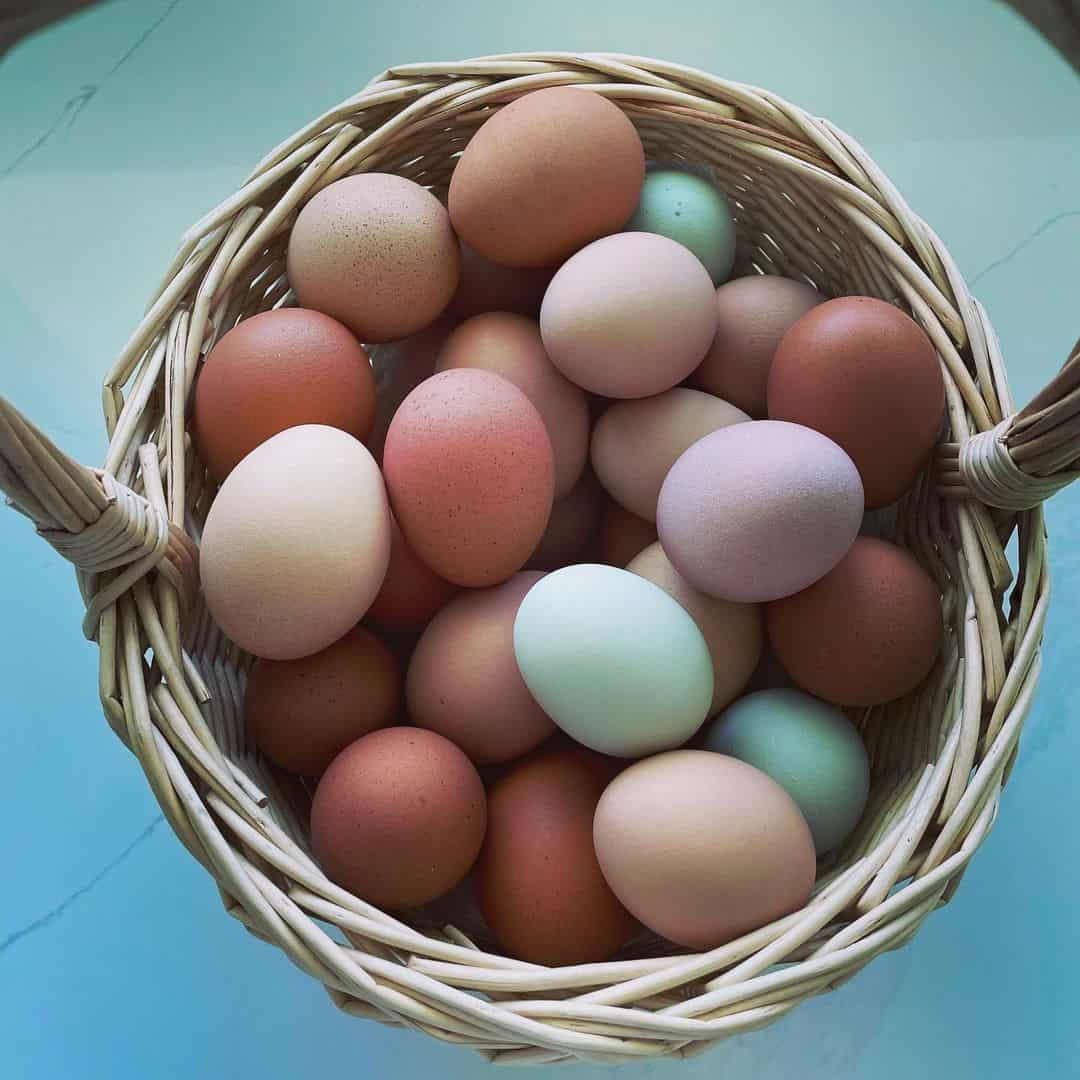 different color chicken eggs