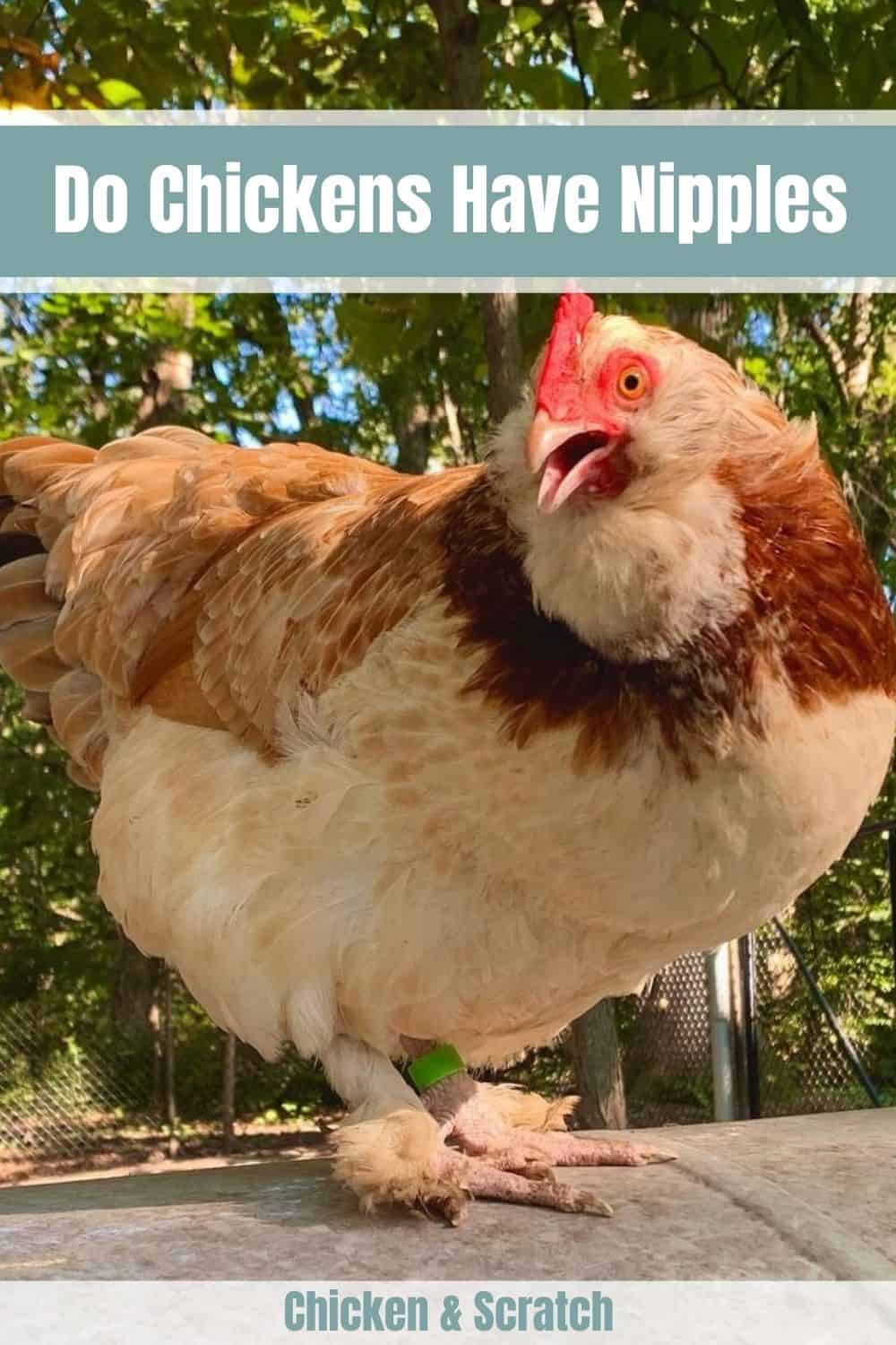 do chickens breastfeed