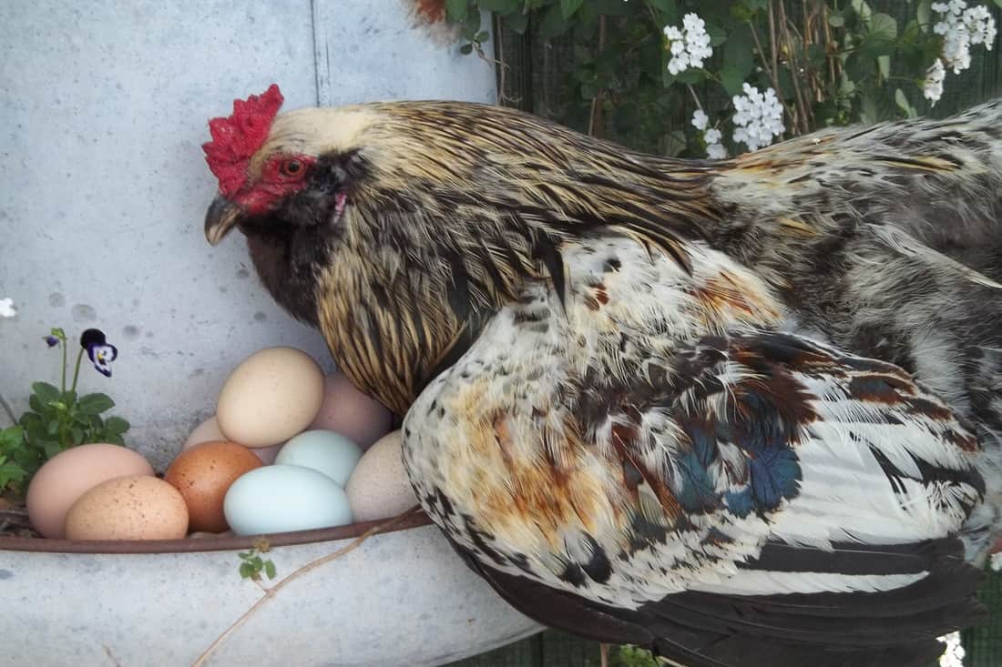 Do Roosters Lay Eggs? - Chicken Scratch