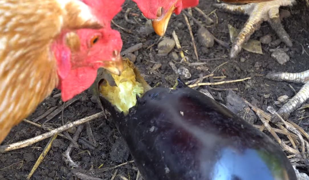 eggplant chicken coop