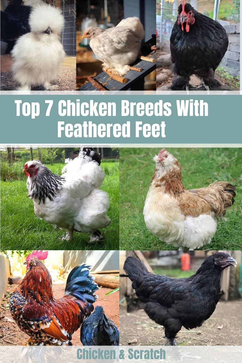 Top 12 Best Chicken Breeds With Feathered Feet 