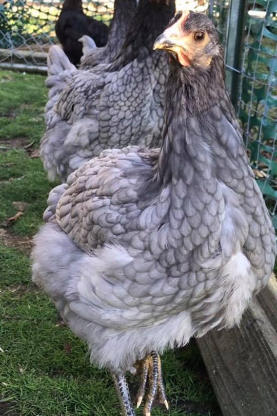 fluffy grey chicken