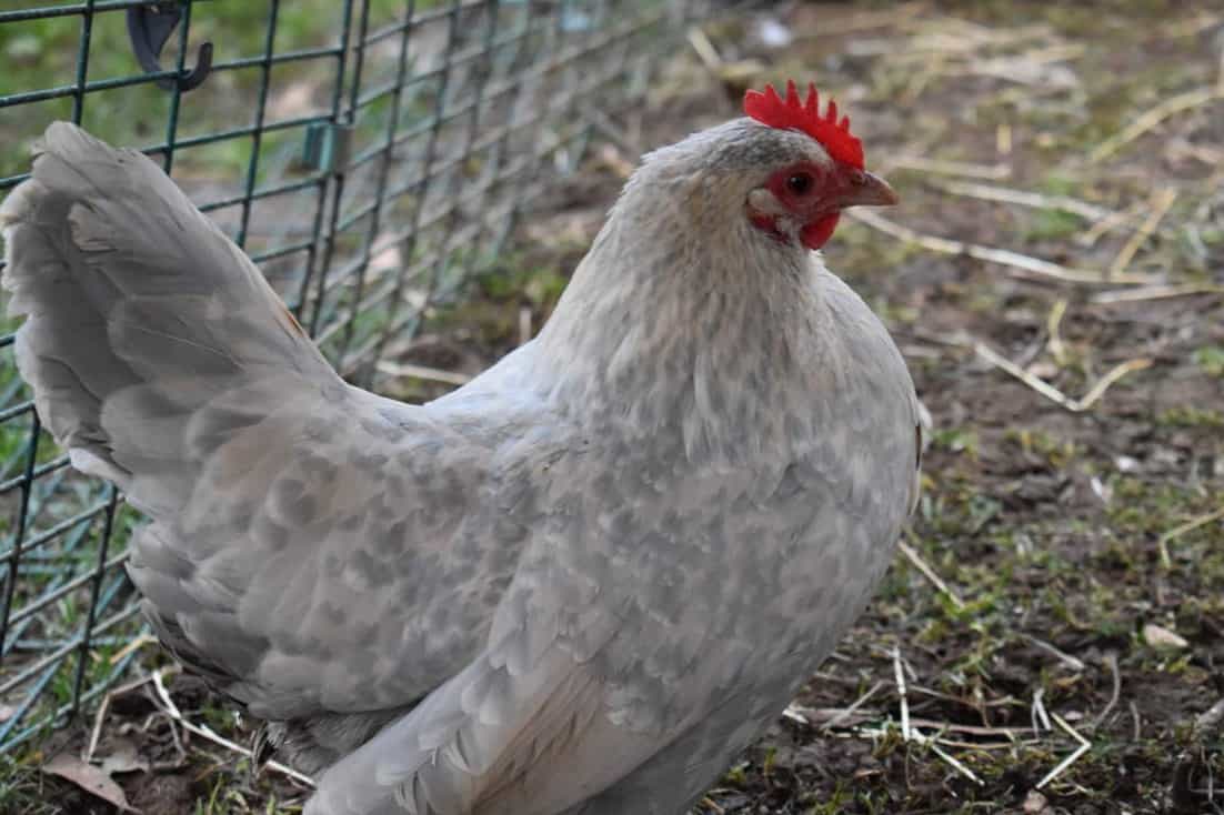 gray bantam chickens